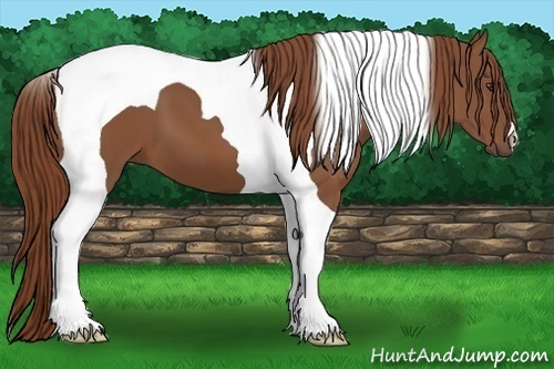 Horse Color: Chestnut Tobiano 