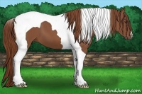 Horse Color:Chestnut Tobiano 