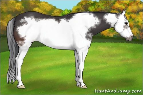 Horse Color: White Spotted Brown Splash Frame 