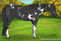 Horse Color:White Spotted Black Tobiano