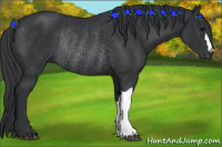 Horse Color:Brown Rabicano 