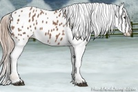 Horse Color:Chestnut Appaloosa 