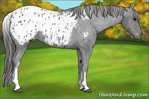 Horse Color:White Spotted Black Blanket 