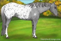 Horse Color:White Spotted Black Appaloosa