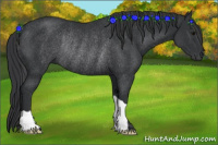 Horse Color:Brown Rabicano 