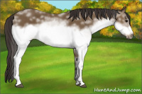 Horse Color:White Spotted Buckskin Sabino Frame