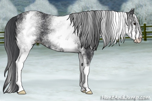 Horse Color: White Spotted Black 