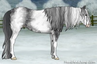 Horse Color:White Spotted Black 
