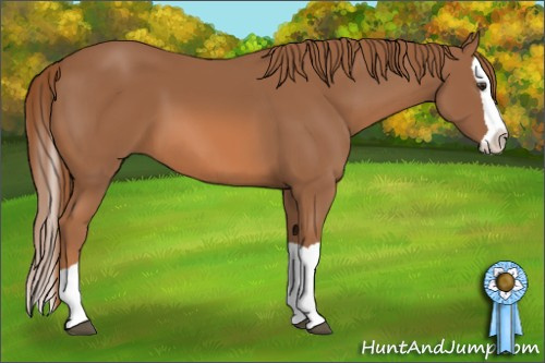 Horse Color: Chestnut Splash 