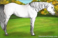 Horse Color:Gray Grullo 