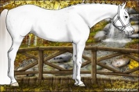 Horse Color:Gray Smoky Grullo Tobiano Leopard 