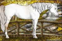 Horse Color:Gray Silver Classic Champagne Roan Dun 