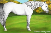 Horse Color:Gray Smoky Black Rabicano 
