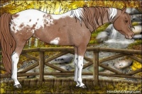 Horse Color:Chestnut Tobiano Frame Appaloosa 