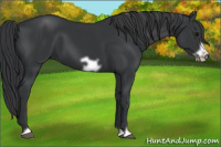 Horse Color:Black Frame 