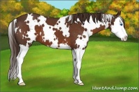 Horse Color:White Spotted Liver Chestnut Splash 
