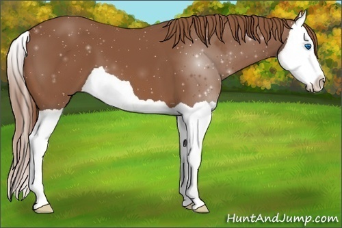 Horse Color: Chestnut Splash 