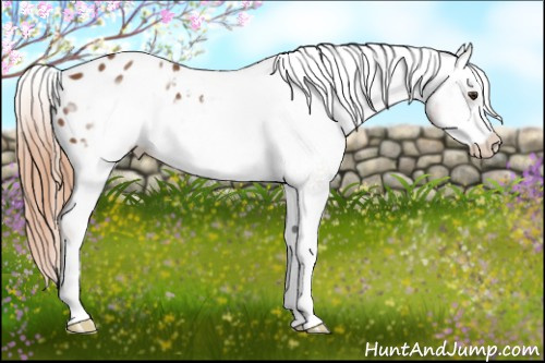 Horse Color:Chestnut Frame Appaloosa 