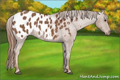 Horse Color:Chestnut Appaloosa 