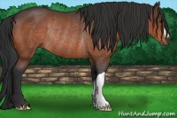 Horse Color:Bay Rabicano 