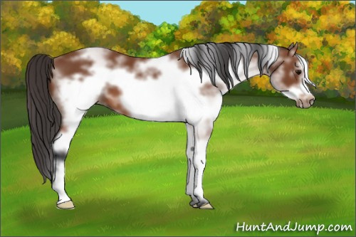 Horse Color: White Spotted Bay Frame 