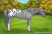 Horse Color:Black Blanket 
