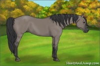 Horse Color:Grullo 