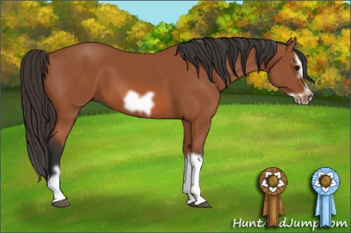 Horse Color: Bay Splash Frame 