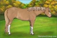 Horse Color:Chestnut Rabicano 
