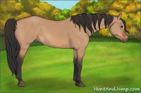 Horse Color:Bay Dun Rabicano 