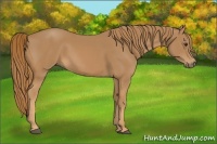 Horse Color:Chestnut Rabicano 