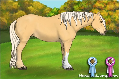 Horse Color: Palomino 