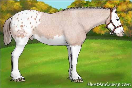 Horse Color: Bay Roan Splash Blanket 