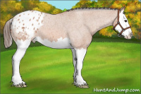 Horse Color:Bay Roan Splash Appaloosa