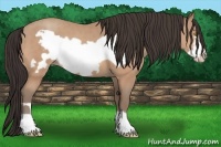 Horse Color:Amber Champagne Frame 