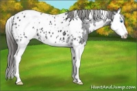 Horse Color:White Spotted Black Splash Appaloosa 
