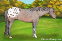 Horse Color:Bay Appaloosa 