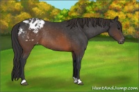 Horse Color:Brown Appaloosa Rabicano 