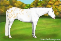 Horse Color:Palomino Appaloosa Rabicano