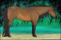 Horse Color:Buckskin 