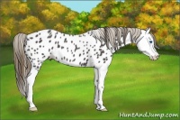 Horse Color:Smoky Blue Roan Splash Appaloosa 