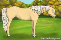 Horse Color:Palomino