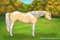 Horse Color:Palomino Tobiano 