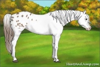Horse Color:Buckskin Roan Blanket 