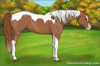 Horse Color:Chestnut Splash Tobiano 