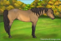 Horse Color:Buckskin Roan 