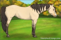 Horse Color:Buckskin Dun