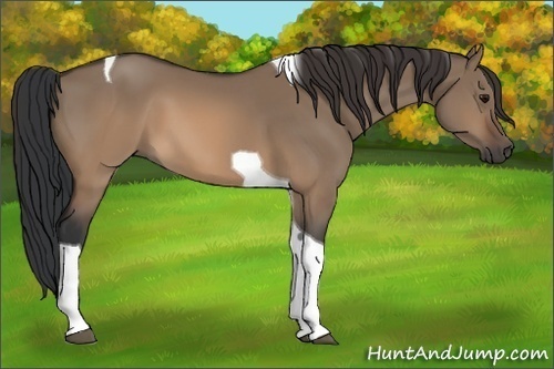Horse Color: Brown Dun Tobiano 