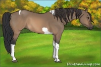 Horse Color:Brown Dun Tobiano 
