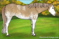 Horse Color:White Spotted Chocolate Palomino Dun Splash 